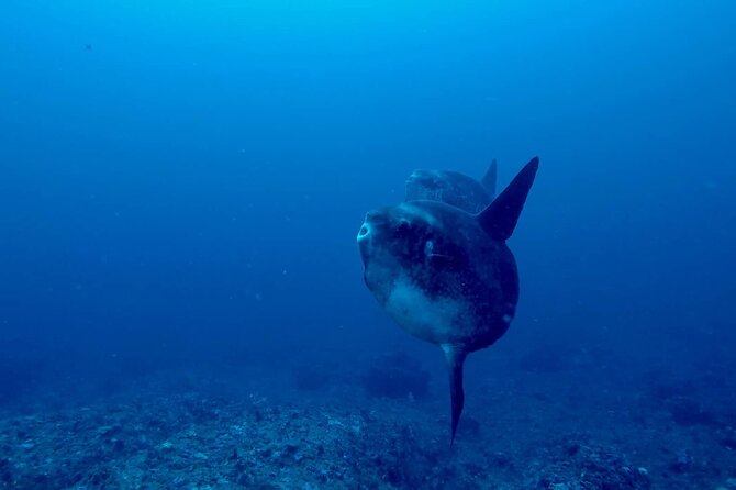 Certified Scuba Dive with Manta Rays (Open Water Diver minimum) - The 8:30 am start and how the day actually flows