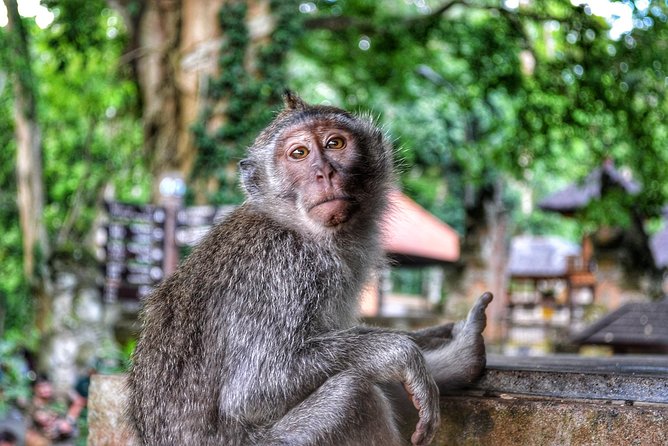 Cretya Ubud and Monkey Forest Sanctuary Tours - How the Day Flows: Pickup, Private Timing, and the Guide Factor