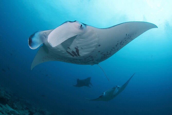 Day Trip Discover Scuba dive in Nusa Penida 2 dives (From Sanur - South Bali) - The full schedule: from Sanur pickup to Lembongan and back