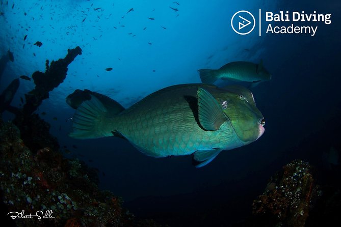 Day Trip Snorkeling in Tulamben - Explore Liberty Wreck (pick up in South Bali) - Key things that make this trip worth your time
