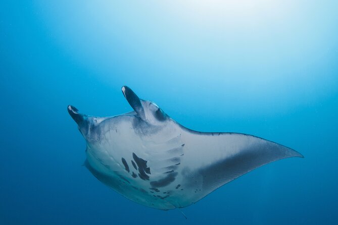 Day Trip snorkeling Nusa Penida - Manta 3 sites (from south bali) - Why Nusa Penida for manta snorkeling works from South Bali