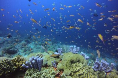 Day Trip snorkeling Nusa Penida - Manta 3 sites (from south bali) - The day’s timing: pickup, Sanur check-in, and your 9-hour rhythm