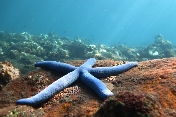 Discover Scuba Diving Tulamben Bali For Non-Certified Divers - Key Things to Know Before You Go