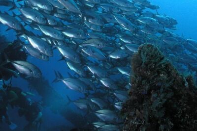 Dive at Tulamben Bali USS Liberty Ship Wreck - Tulamben Beach stop: the calm start before you hit the wreck
