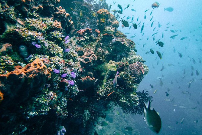 Dive at Tulamben Bali USS Liberty Ship Wreck - Equipment and rental choices: cameras can change your focus