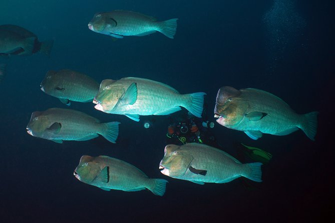 Diving at Tulamben Liberty Shipwreck 2 dives for certified divers - Key things to know before you go