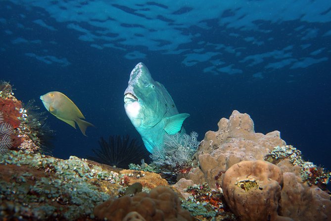 Diving at Tulamben Liberty Shipwreck 2 dives for certified divers - Why Tulamben and the USAT Liberty wreck are worth your day