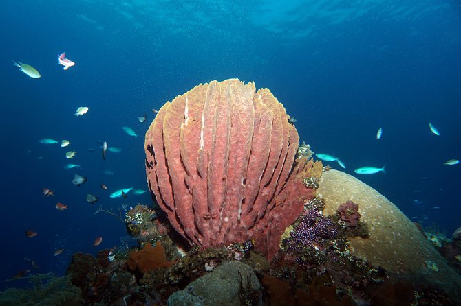 Diving at Tulamben Liberty Shipwreck 2 dives for certified divers - What’s included (and why that’s good value in Bali)