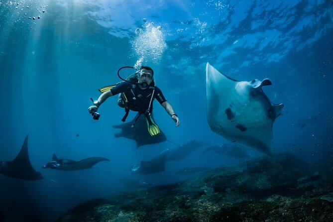 Diving in Nusa Penida - Nusa Penida’s manta-rhythm: why this area works