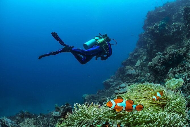 Diving in Nusa Penida - Stop 2: bay time for fish and possible turtles
