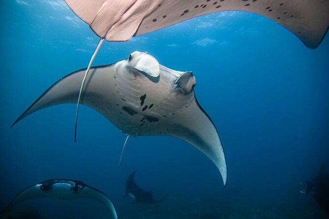 Diving with Manta Ray at Nusa Penida - Why Manta Point Is the Main Reason to Visit Nusa Penida