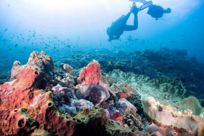 Diving with Manta Ray at Nusa Penida - What Your 4 Hours Usually Look Like (Pickup to Two Underwater Sessions)