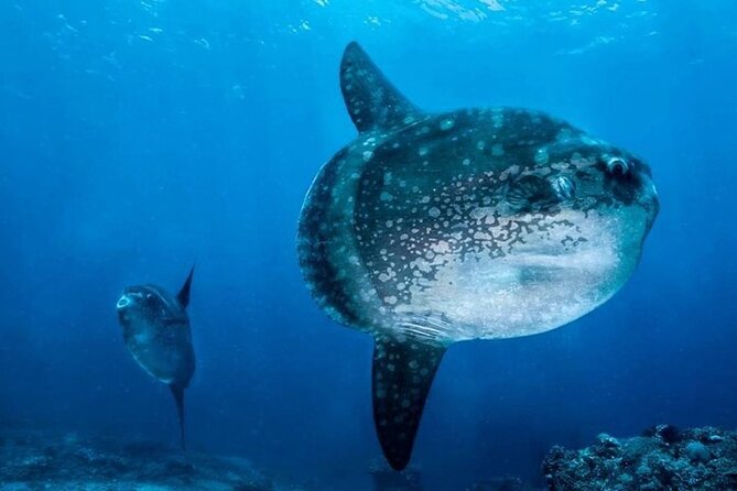 Diving with Manta Ray at Nusa Penida - Pickup, Getting to Banjar Nyuh, and Avoiding Extra Charges