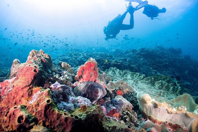 Diving with Manta Ray at Nusa Penida - What Your 4 Hours Usually Look Like (Pickup to Two Underwater Sessions)