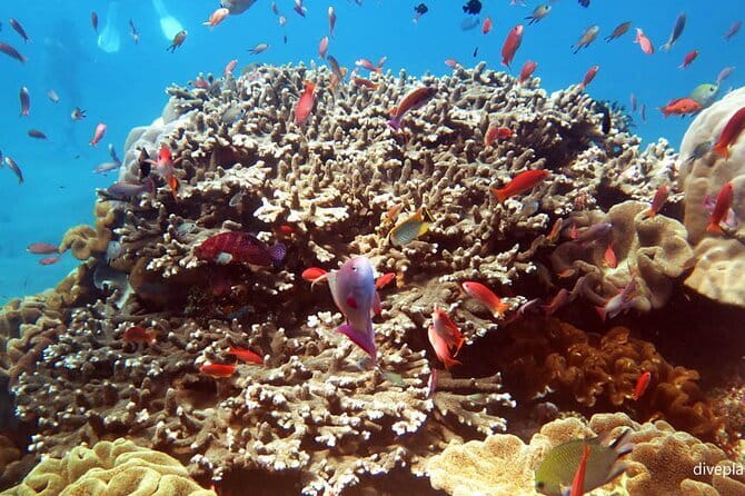From Bali: Nusa Penida Snorkeling and Island Tour - The 6:30 a.m. start: what it’s really like