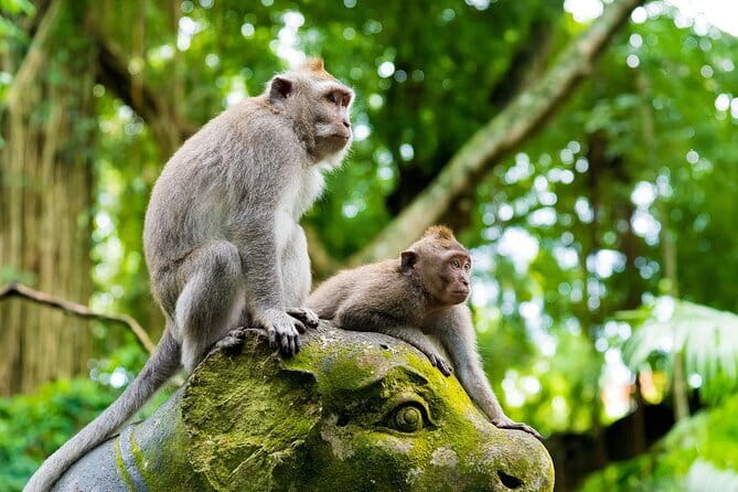 Full Day ATV Ride, Monkey Forest,Tegalalang Rice Terrace - Ubud art market: fast browsing with real local energy