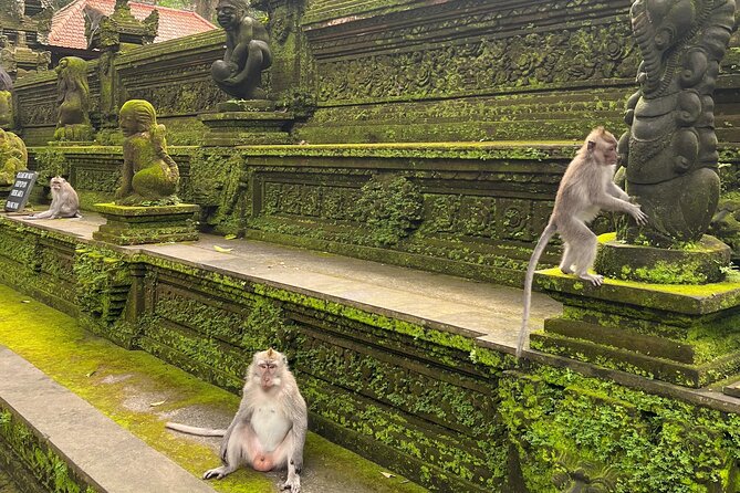 Full Day Best of Ubud Private Tour - Tegalalang Rice Terrace: iconic views with a walking-friendly rhythm