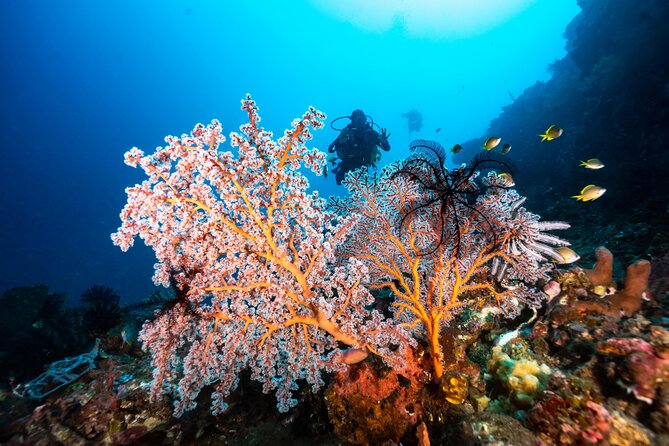 Full-Day Discover Scuba Diving Tour for Beginners in Tulamben - Coral Garden: reef viewing with a beginner-friendly focus