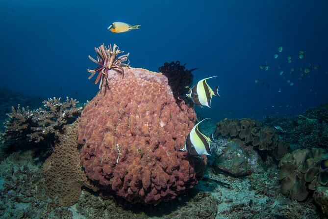 Full-Day Discover Scuba Diving Tour for Beginners in Tulamben - The scuba center comforts that make the day easier