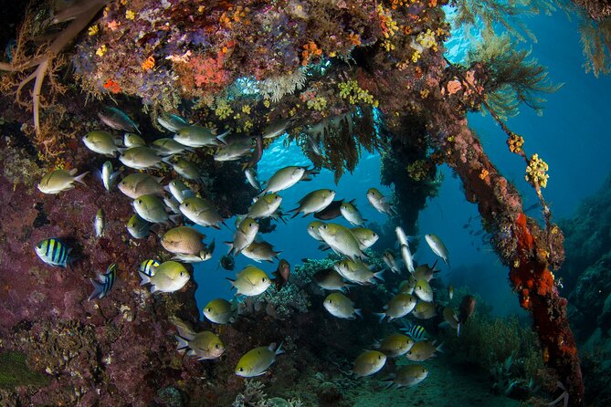 Full-Day Discover Scuba Diving Tour for Beginners in Tulamben - Equipment, cameras, and how the photo options work