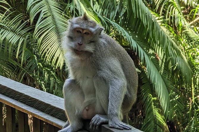 Full Day Private Tour to Ubud Waterfall and Tanah Lot Sunset - Sacred Monkey Forest Sanctuary: temple grounds with a real-life wildlife vibe