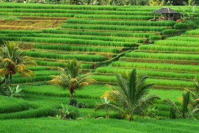 Full Day Private Water Temples Tour in Bali - Pickup, 9–10 hours, and how to keep the day from feeling rushed