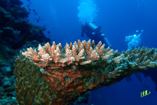 Full-Day Scuba Diving Experience of USAT Liberty in Tulamben - Coral Garden: Reef Time That Feels Like a Natural Gallery