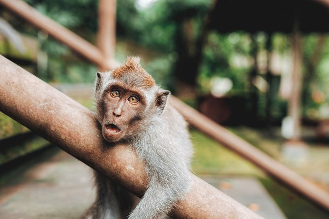 Full day Tour to Best of Ubud with jungle swing - Seminyak To Ubud Without Driving: Why This Works