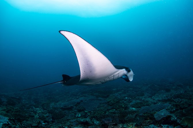 Fun Dive Nusa Penida Bali - For Certified Divers - Quick highlights before you go