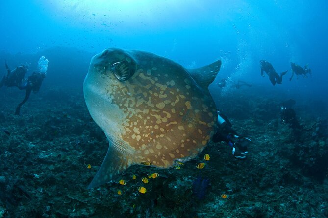 Fun Dive Nusa Penida Bali - For Certified Divers - The value: what you’re really paying for