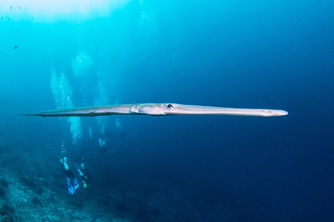 Fun Dive Nusa Penida Bali - For Certified Divers - The typical plan: three reef stops with lunch in the middle