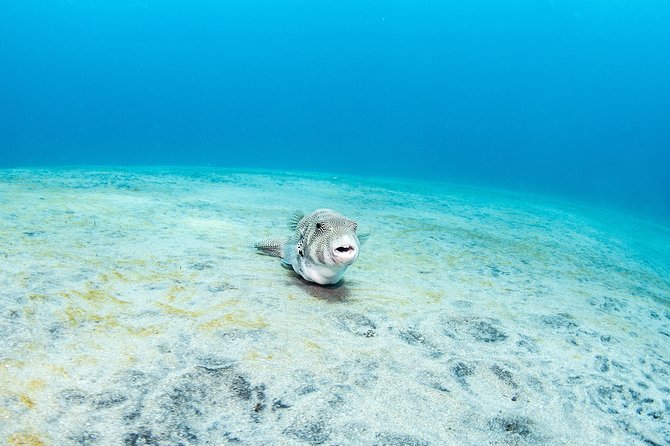 Fun Dive Nusa Penida Bali - For Certified Divers - Boat comfort and gear setup: the “small stuff” that keeps you calm