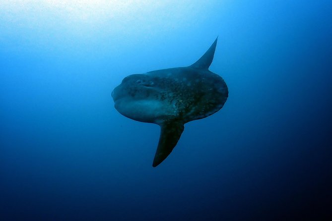 Fun Dive Nusa Penida Bali - For Certified Divers - Who this is best for (and who should skip it)