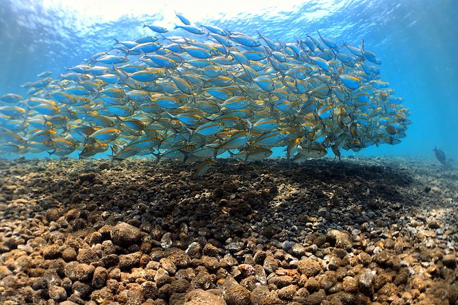Fun Diving Tulamben Bali - For Certified Divers - Wildlife and the kind of sightings you can realistically hope for