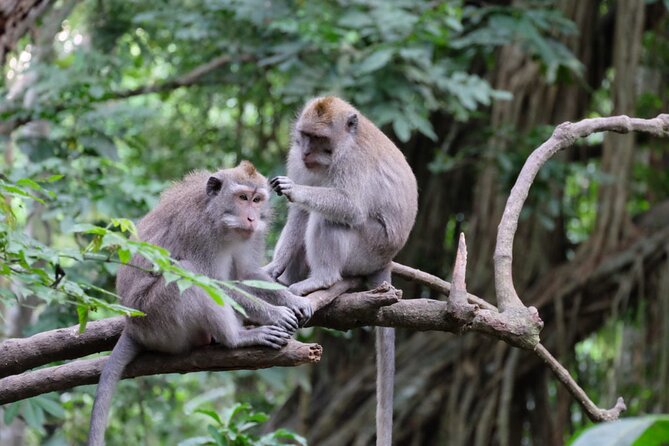 Goa Gajah / Elephant Cave Temple And Ubud Tour - All Inclusive - Lunch at D’Alas Warung: fueling up with jungle views
