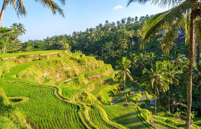 Half Day Bali Tour - Key highlights to notice before you book