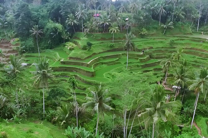 Half-Day Private Bali Car Charter with English Speaking Driver - Price and value: what $30 per person really buys