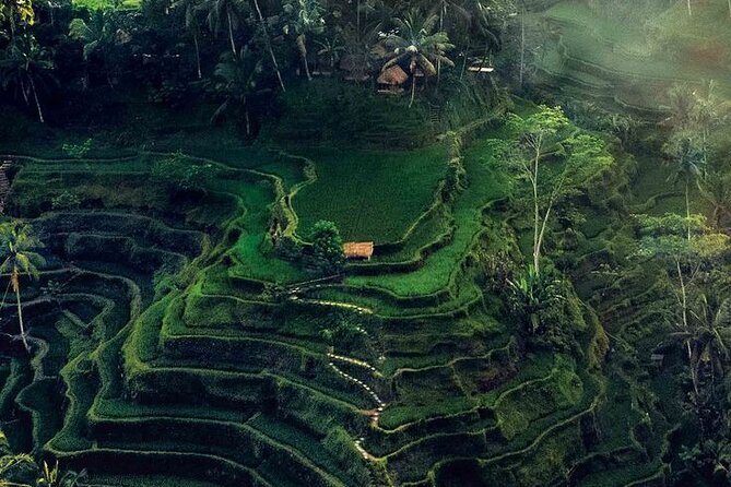Half Day Private Tour in Ubud - Sacred Monkey Forest Sanctuary: How to Enjoy the Macaques Safely