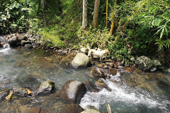 Jungle Trekking at Mt. Batukaru, scenic Waterfall & village life - Warung Balikaru lunch and the 15-minute massage recovery