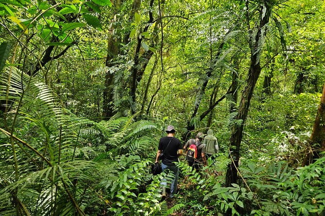 Jungle Trekking at Mt. Batukaru, scenic Waterfall & village life - Pura Luhur Batukaru: the calm, misty temple moment before you hike