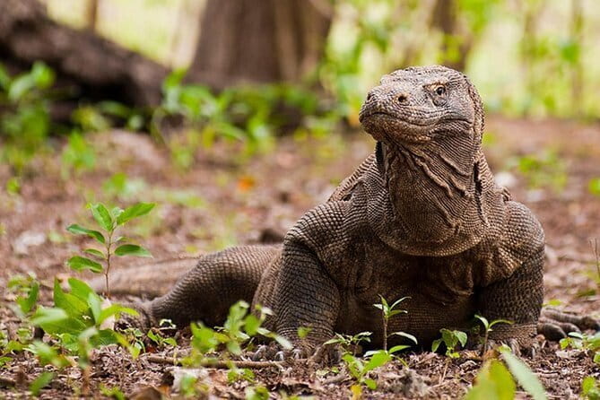 Komodo Island Adventure from Bali (Day Trip) - Key things I’d bet on