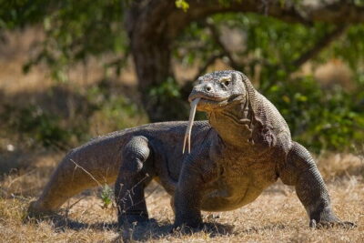 Komodo Island Adventure from Bali (Day Trip) - Price and What You Actually Get for $795