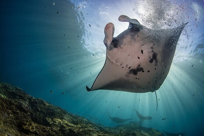 Lembongan Snorkeling at Manta Bay, Crystal Bay and Mangrove - Key highlights you’ll feel on the water