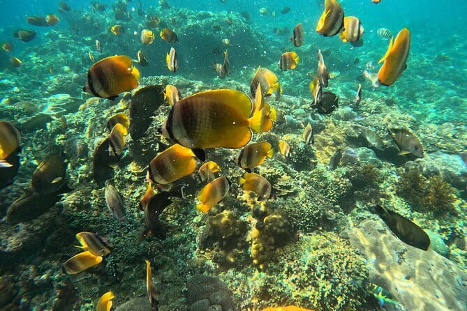 Lembongan Snorkeling at Manta Bay, Crystal Bay and Mangrove - Photos and videos by GoPro: why it feels like a real package