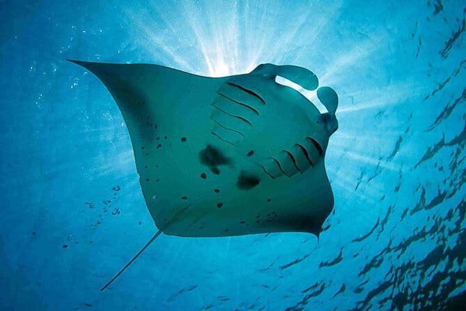 Lembongan Snorkeling at Manta Bay, Crystal Bay and Mangrove - Price and value: $23.53 for three stops plus gear