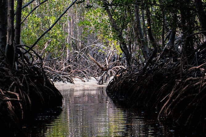 Mangrove Reforestation and Exploration around the Nusa Islands - Why Mangroves on the Nusa Islands Matter So Much