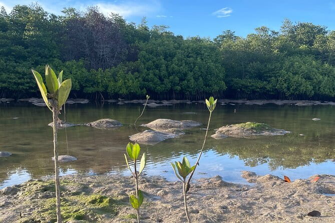 Mangrove Reforestation and Exploration around the Nusa Islands - Who This Tour Is Best For (and Who Should Reconsider)