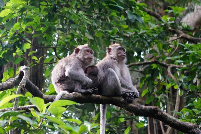 Monkey Forest, Ubud, Waterfall and Rice Terrace - Who This Tour Fits Best (And Who Might Want Something Different)