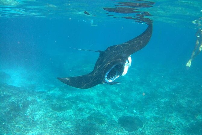 No:#1. Penida Island Tour And Snorkeling With Manta - Price and value: is $67.75 actually a bargain here?