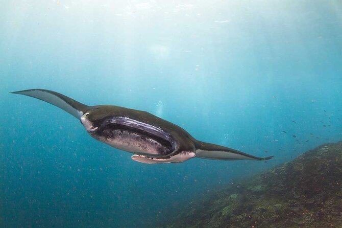 Nusa Penida 3 Fun Dives Boat Trip (For Certified Divers) - Key things that make this trip worth your time